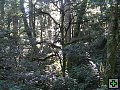 thn_NZ leden-unor 2006 281.jpg